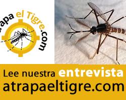 mosquito tigre