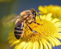 abejas