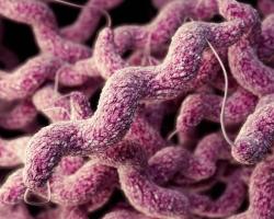 campylobacter