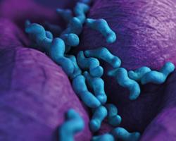 campylobacter
