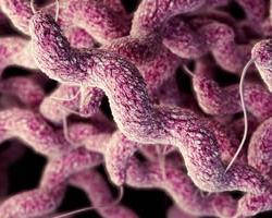 campylobacter