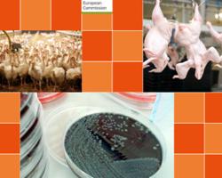 campylobacter
