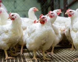 campylobacter