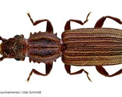 plagas en granos almacenados