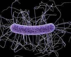 c.difficile