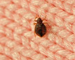 chinches