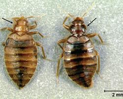 cimex hemipterus