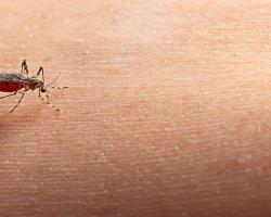 arbovirosis