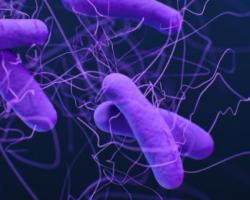 Clostridioides difficile