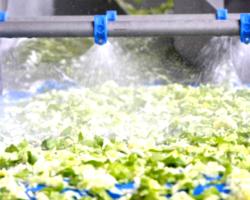 seguridad alimentaria