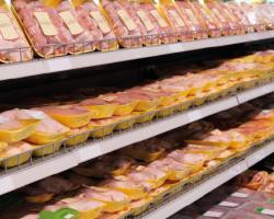 campylobacter