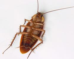 cucarachas