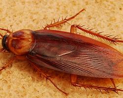 cucarachas