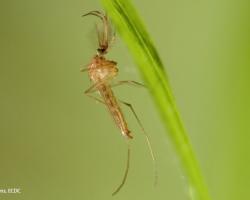 mosquitos