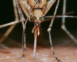 mosquitos