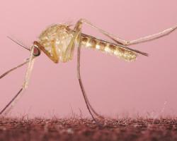 virus nilo occidental