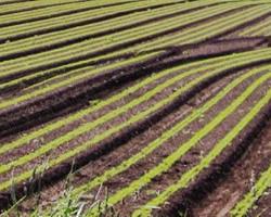 seguridad alimentaria