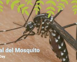 mosquito