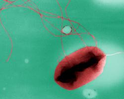 E.coli