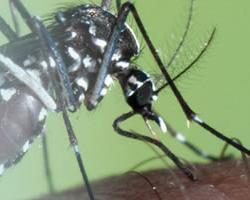 aedes albopictus
