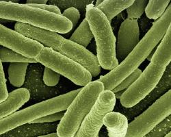 bacterias