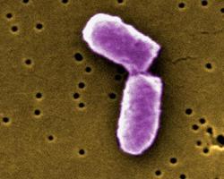 E.coli