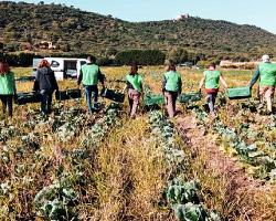 seguridad alimentaria