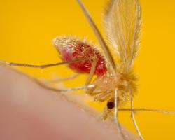 leishmaniasis