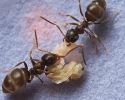 hormigas