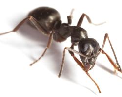 control de hormigas