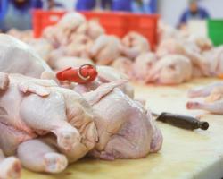 seguridad alimentaria