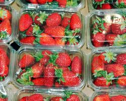 seguridad alimentaria