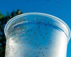 friendly aedes