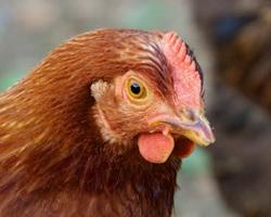 gallinas ponedoras