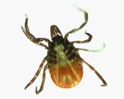 garrapata
