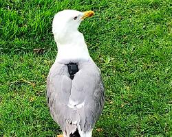 aves plaga