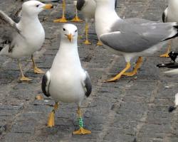 gaviotas