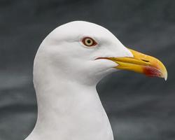 gaviotas
