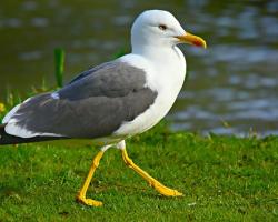 aves plaga