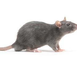 rodenticidas anticoagulantes