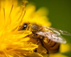 abejas