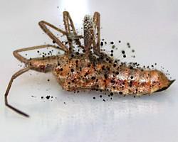 insecticidas