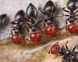 hormigas