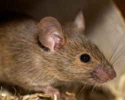 rodenticidas anticoagulantes