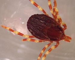 garrapatas