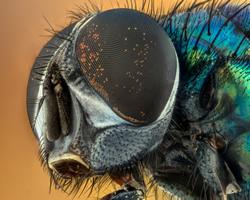 insectos