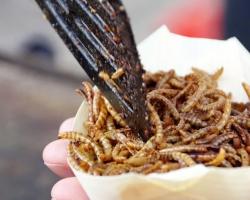 seguridad alimentaria