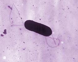listeria