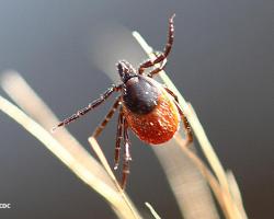 garrapatas