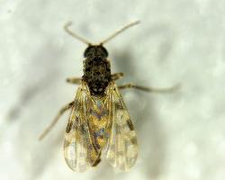 culicoides